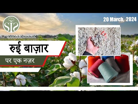 जानिए कैसा रहा 20 मार्च 2024 का सम्पूर्ण भारत का कॉटन बाजार #kapas #bulletin #cotton #textile
