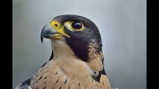 Arctic Birds - Top 10 Amazing Arctic Birds