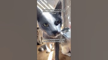 Link in bio to donate #cat #adoptstrays #cutecat #catcute #cute #adoptable #adopt #fluffy #adoptme