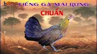 Tiếng Gà Rừng Gọi Trống | Âm Thanh Chuẩn Thu Hút Gà Về Ngay! - Hoàng Phong