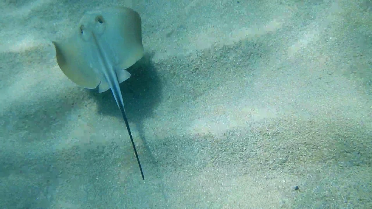 Common stingray (Dasyatis pastinaca)