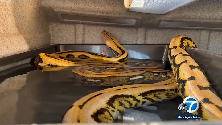 15-foot python escapes from owner in Chatsworth
