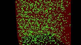 Parallel Programming Disease Propogation