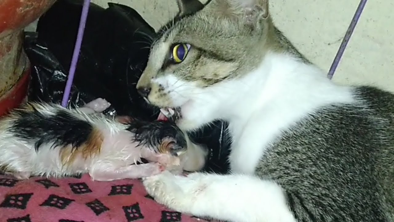 Wild Cat Giving Birth at My Home Cute 4 healthy kitten 
