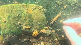What's Hiding In The River? Metal Detecting It Reveals It