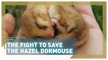 The fight to save UK