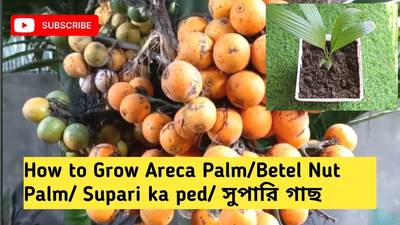 How to Grow Areca nut / Betel Nut Palm/ Supari ka ped/ সুপারি গাছ  from seeds. 