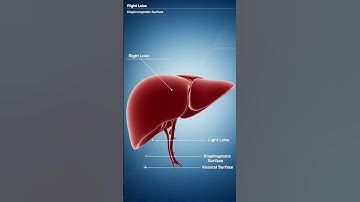 Liver 3d Animation. #anatomy #Liver #3danimation #medicaleducation #education