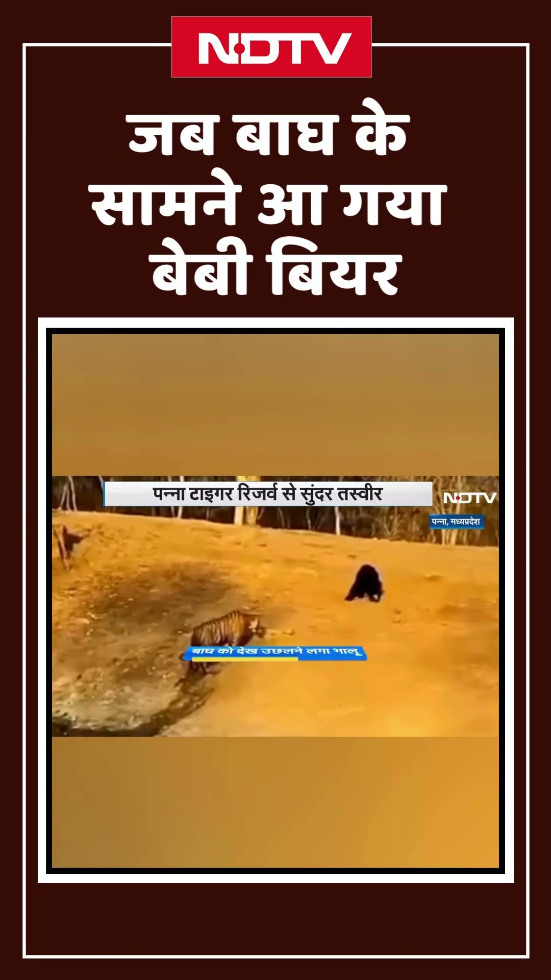 जब  Tiger के सामने आ गया Baby Bear | Panna Tiger Reserve | Viral Video