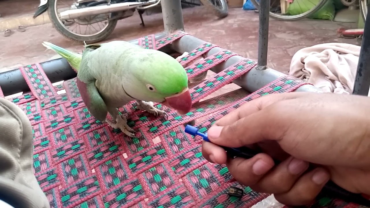 Raw Mating dance video | Mating of Alexdrain parrot