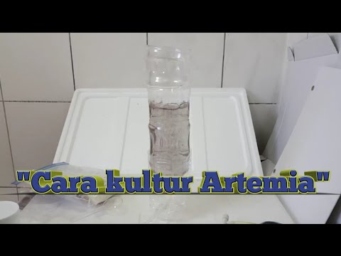 Cara kultur Artemia 