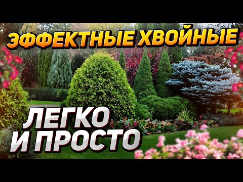 🌲 13 самых НЕПРИХОТЛИВЫХ хвойных для малоуходного сада. СМОТРЕТЬ всем!