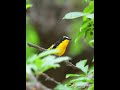 白眉姬鶲 Yellow-rumped Flycatcher #birds #wildlife #nature #birdingparadise #4k #animals #birdswatching
