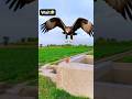 Eagle very fast😲 #funny #viral #foryou #foryoupage #funnyvideos