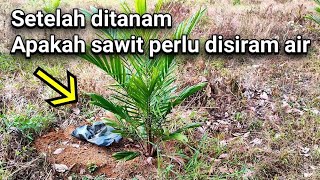 The oil palm has been planted, does it need to be watered?