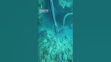 water snake save his life