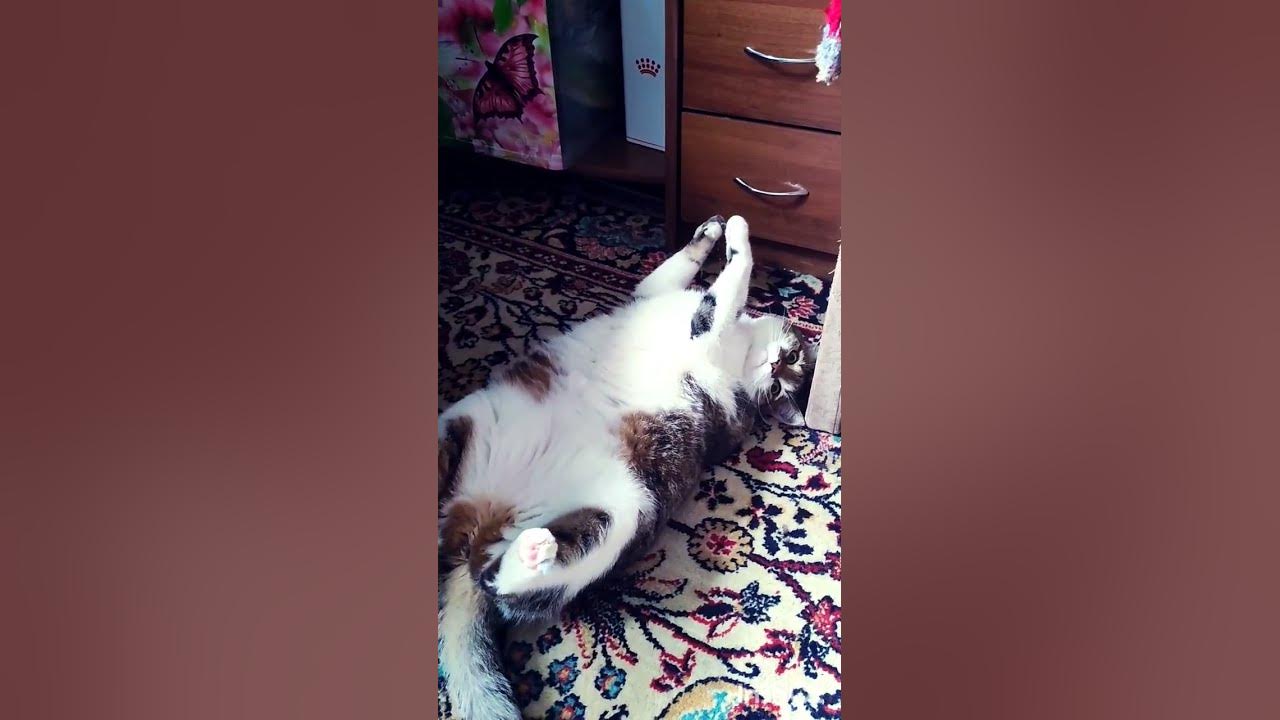 шпана🤣 - YouTube