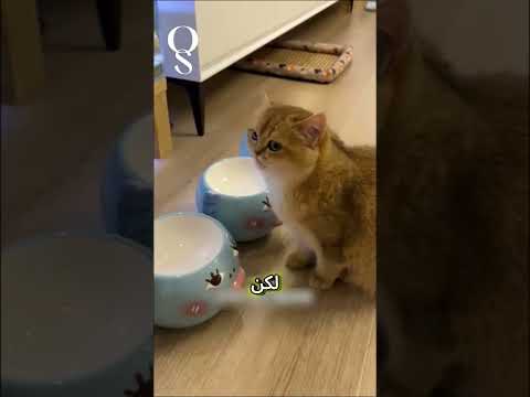 قط ذكي يرفض ف راق صاحبه شاهد ما فعله قبل السفر