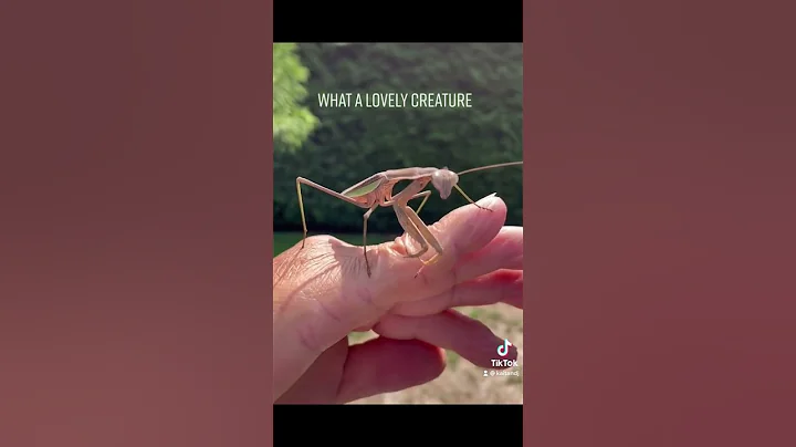 Kung Fu Praying Mantis | Nature's Amazing Predators