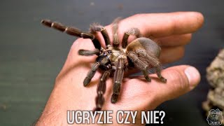 GRZYBOWY ALERT! Samice  Ybyrapora diversipes, oraz Psalmopoeus reduncus