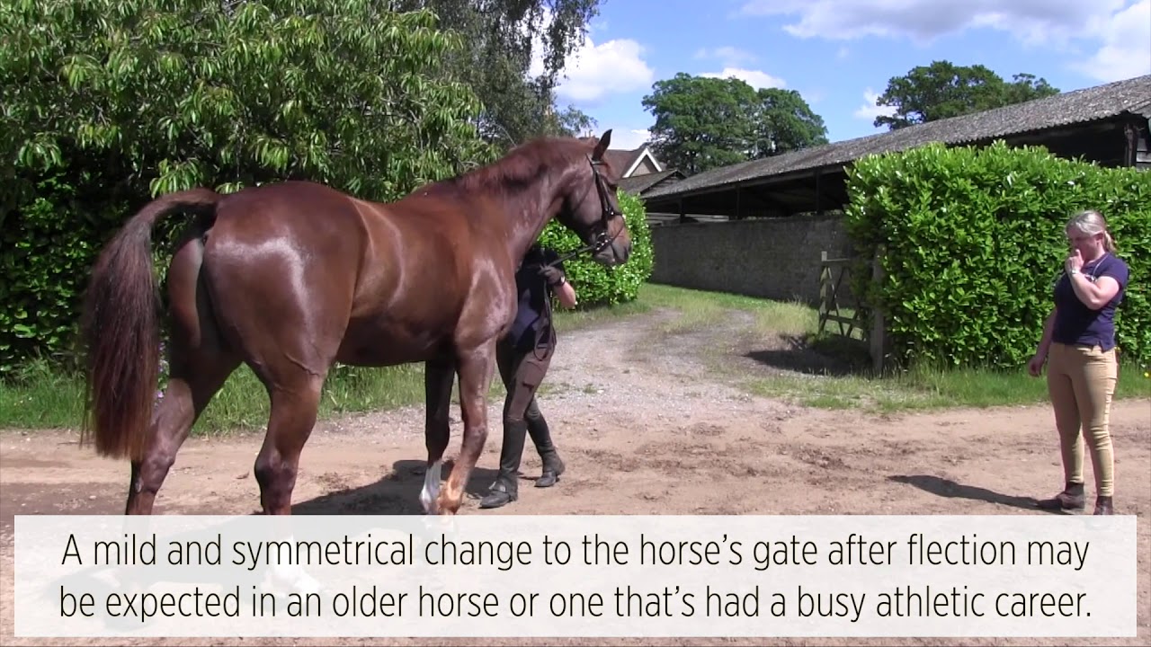 Horse Stage Vetting Sales Cheap