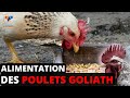 Aliment des poulets goliath pour une bonne croissance nourriture des poulets pour un bon rendement