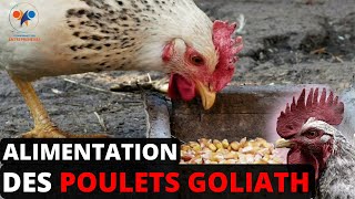 ALIMENT des POULETS GOLIATH pour une bonne croissance (NOURRITURE des poulets pour un bon rendement)