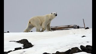 The Telegraph (Великобритания): российские поселки в Арктике готовятся к «вторжениям» белых медведей