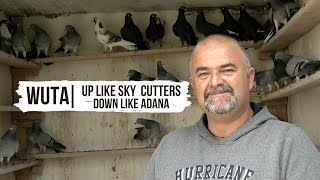 Оригинальные голуби Вута | Original Vouta diving pigeons |