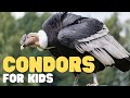 Condor Ecology and Behavior