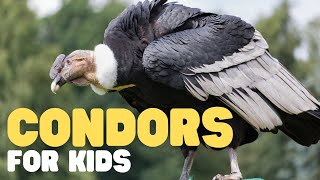 Condors for Kids | Learn cool facts about this incredible bird by Learn Bright 10,397 views 3 months ago 7 minutes, 31 seconds