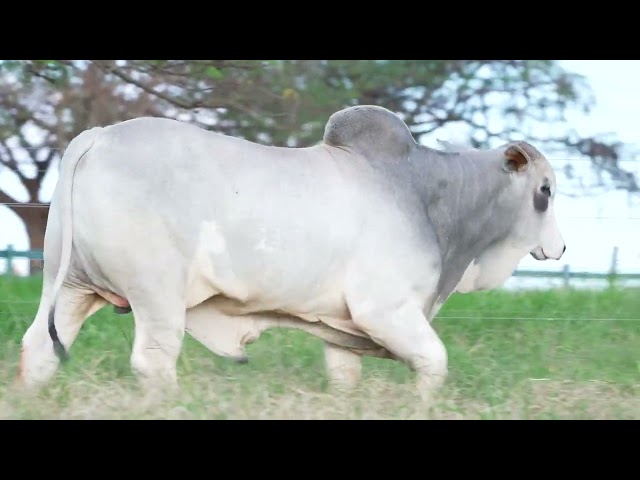 Lote 52   Leilão Nelore DP