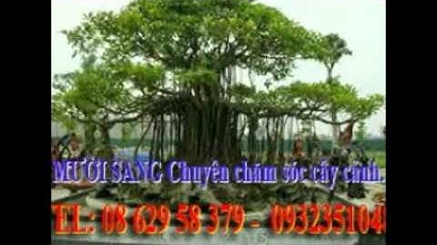 [[[0932351048.]] dịch vụ cắt cỏ, trồng cây xanh sân vườn quận 12.tphcm