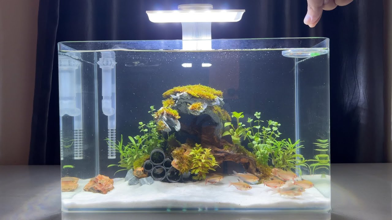 I Put a Stone Crab in My Desktop Fish Tank! (40x23x25cm Full Setup) #NanoTank #Aquascaping #FishTank