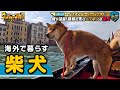 【300万回再生突破!】ヨーロッパで日本犬が大人気?いったい何故?イタリア&スペインで日本犬事情を大調査!