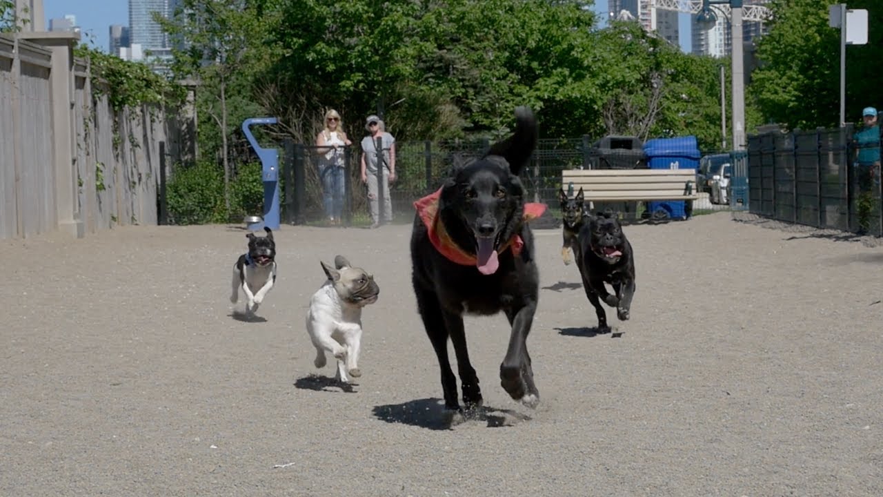 Welcome to Liberty Village Animal Hospital