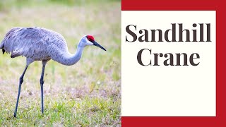 All About Sandhill Cranes