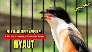 Cendet Gacor Bongkar Isian Pancingan Handal Cendet Agar Bunyi Bikin Burung Cendet Gacor Aktif