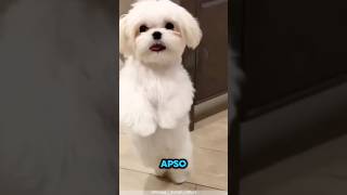 Meet the Lhasa Apso! Famous for its magnificent coat and a confident, sometimes sassy, attitude.