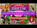 ШОК Цветы - Поражающие ВООБРАЖЕНИЕ / Магия Земли