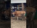 Some days it’s sunshine and fresh milk
