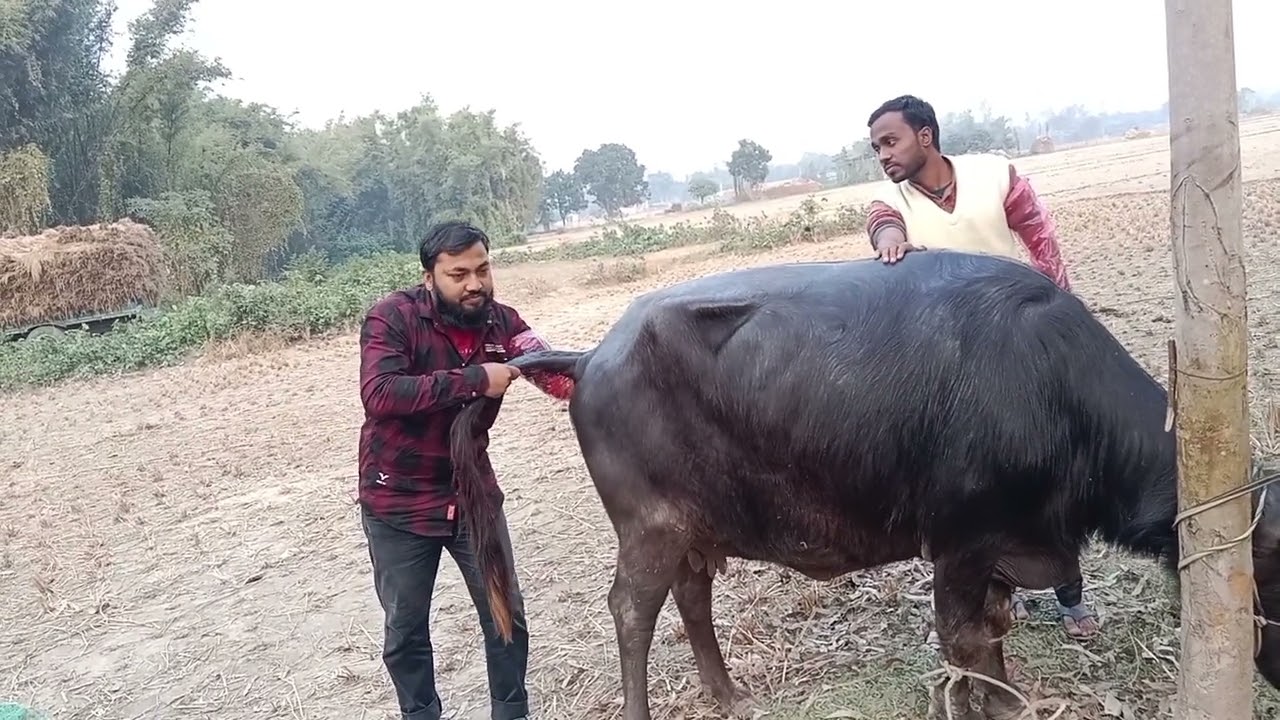 PD pregnancy diagnosis of cow & Buffalo Saifuddin mobile number 8145442087