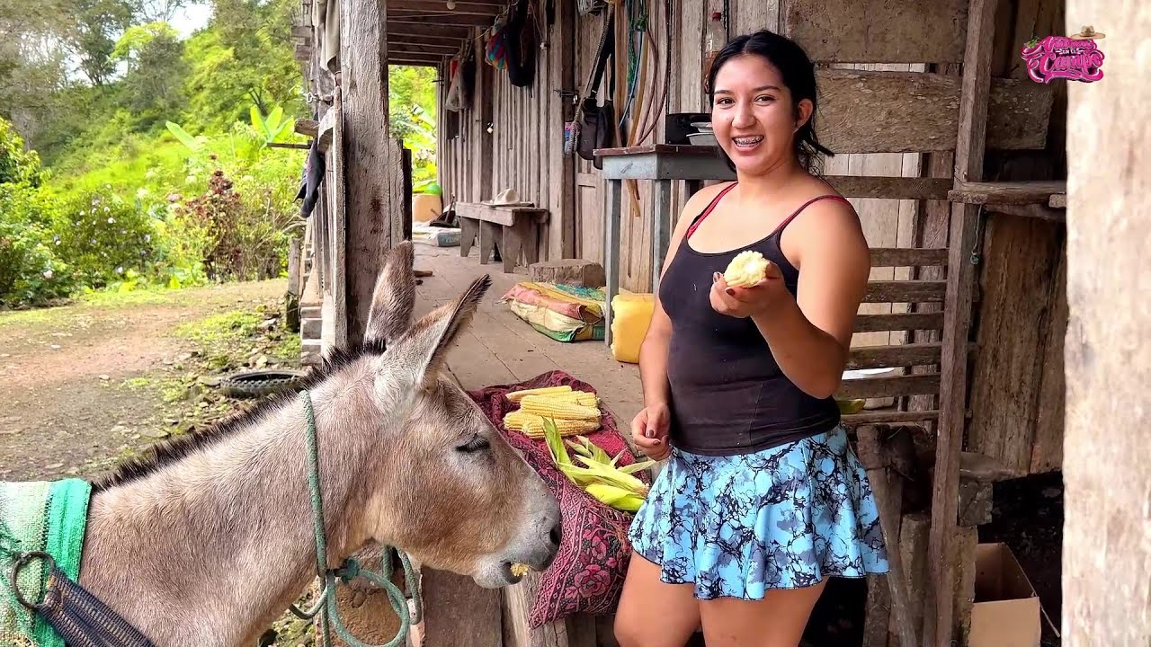Cosechando choclos acompañada de mi burrito