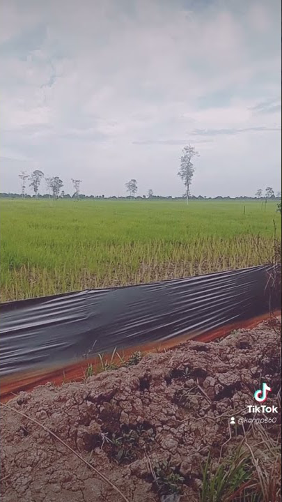 Story'wa hanyalah anak jalur yang mau ke sawah