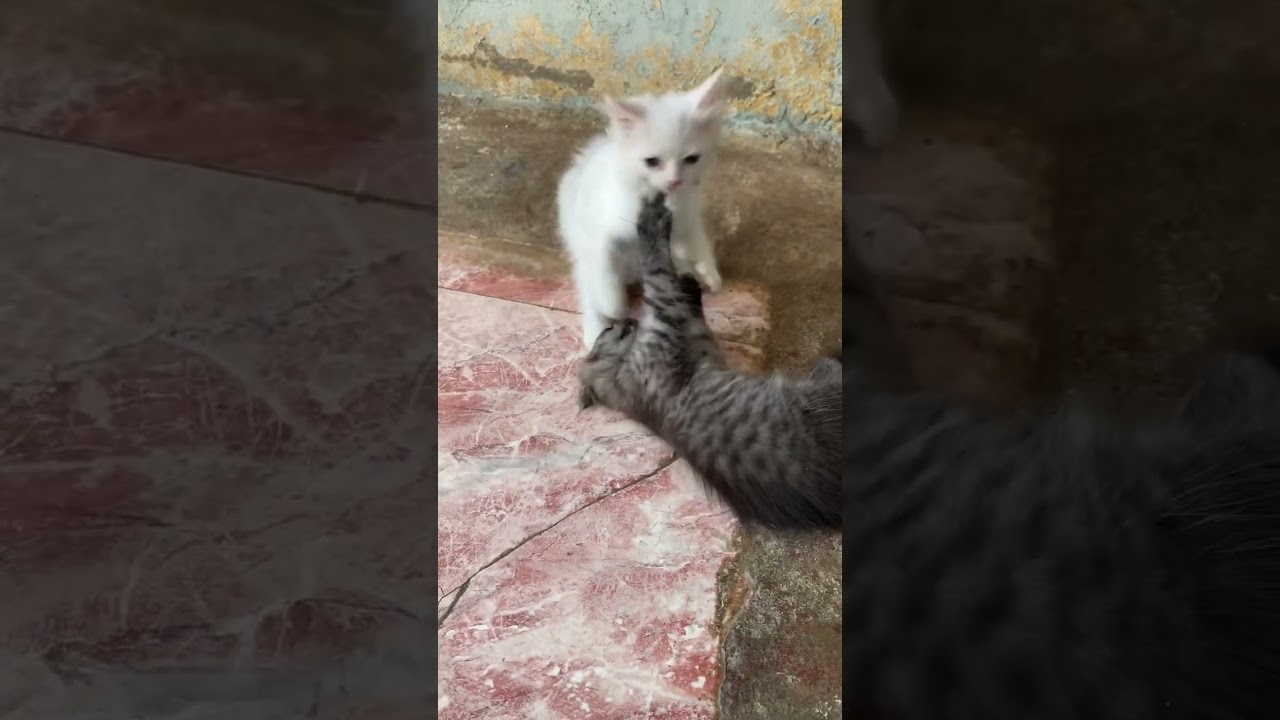 Cute kittens fighting 