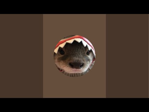 Gupy está en vivo