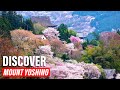 Discover Mount Yoshino Japan S Mountain Of Cherry Blossoms