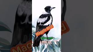 Magpie bird fact #birds #ytshorts #facts