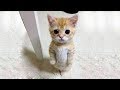 「猫かわいい」 すごくかわいい子猫 - 最も面白い猫の映画 #245