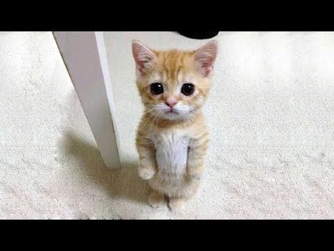 猫かわいい すごくかわいい子猫 最も面白い猫の映画 245 Youtube